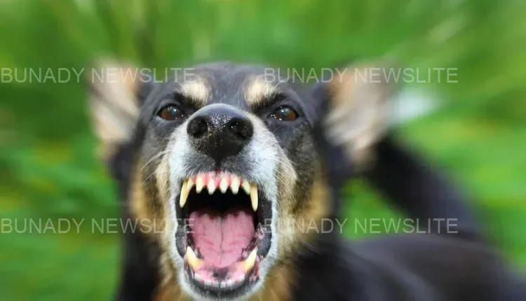 3 ways to know if your dog has rabies